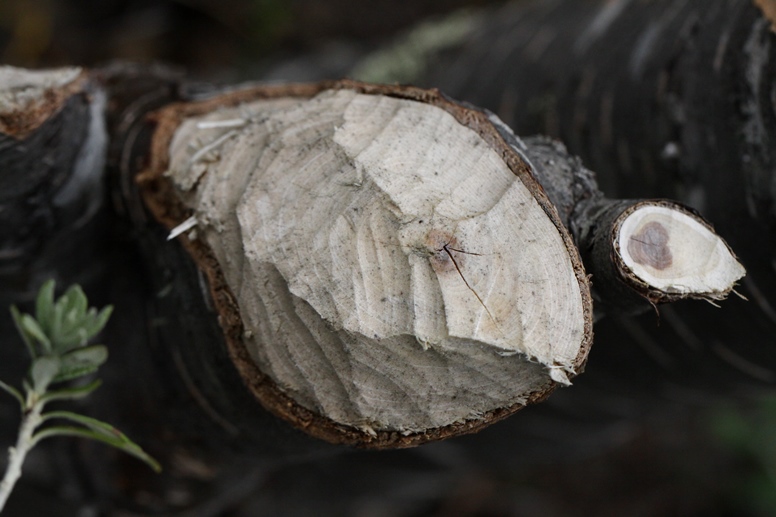 beaver tree